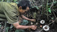 Petugas membersihkan tanah di sekitar bunga Rhizanthes Deceptor yang mekar di taman konservasi puspa langka, Kabupaten Kepahiang, Bengkulu, Minggu (1/12/2024).