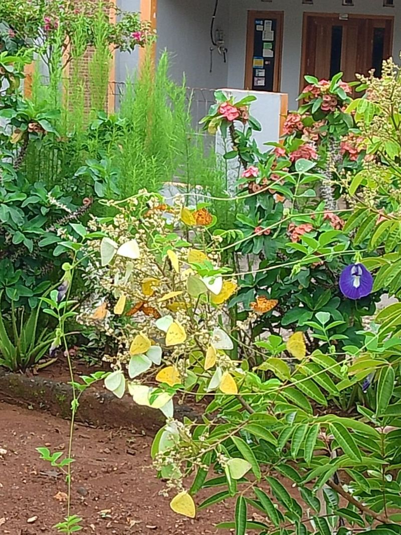 Catopsilia pomona, kupu-kupu kuning