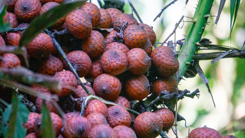 Dragon's Blood Dragon's Blood atau jernang.