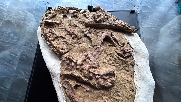 A fossil of a young specimen of a gharial-type crocodilian species, believed to be over 10 million years old and discovered in Perus fossil-rich desert region of Ica, is displayed at the Geological Mining and Metallurgical Institute (INGEMMET), in Lima, Peru November 28, 2024. REUTERS/Anthony Marina