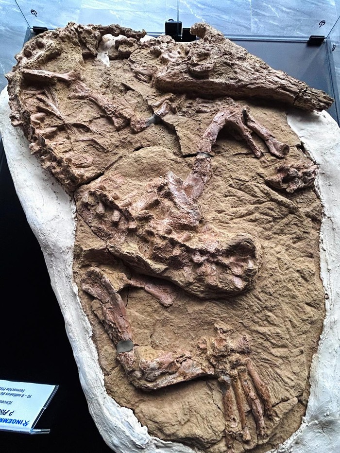 A fossil of a young specimen of a gharial-type crocodilian species, believed to be over 10 million years old and discovered in Peru's fossil-rich desert region of Ica, is displayed at the Geological Mining and Metallurgical Institute (INGEMMET), in Lima, Peru November 28, 2024. REUTERS/Anthony Marina
