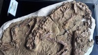 Mario Gamarra, seorang paleontolog di Institut Geologi milik pemerintah, mengatakan fosil tersebut sesuai dengan spesimen muda buaya jenis gharial yang panjangnya bisa mencapai antara 3 hingga 4 meter (9,8 hingga 13 kaki). Buaya dewasa mencapai antara 8 hingga 9 meter (26,2 hingga 29,5 kaki).  