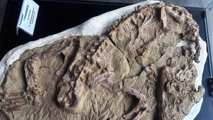 A fossil of a young specimen of a gharial-type crocodilian species, believed to be over 10 million years old and discovered in Peru's fossil-rich desert region of Ica, is displayed at the Geological Mining and Metallurgical Institute (INGEMMET), in Lima, Peru November 28, 2024. REUTERS/Anthony Marina