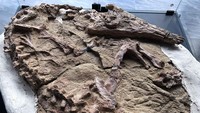 Paleontolog mengungkap fosil, yang diyakini berusia lebih dari 10 juta tahun, dari spesies buaya purba di Lima pada hari Kamis (28/11).