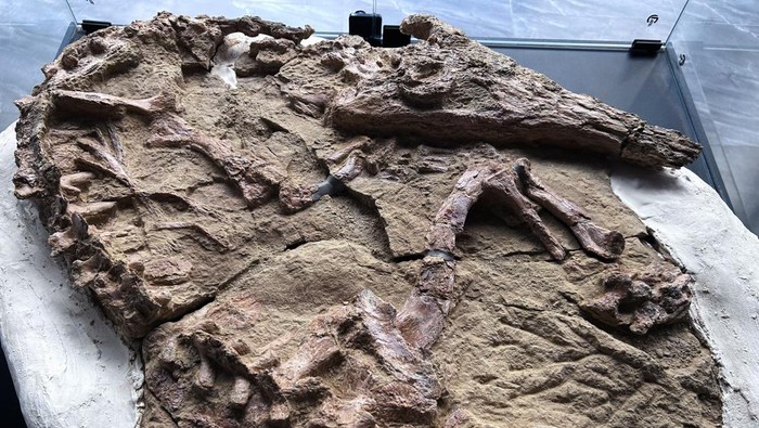 A fossil of a young specimen of a gharial-type crocodilian species, believed to be over 10 million years old and discovered in Peru's fossil-rich desert region of Ica, is displayed at the Geological Mining and Metallurgical Institute (INGEMMET), in Lima, Peru November 28, 2024. REUTERS/Anthony Marina