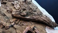 Fosil tersebut, yang ditemukan di wilayah gurun Ica yang kaya fosil di Peru, tidak memiliki bagian dari tungkai kiri dan ekornya tetapi terkenal karena kualitas pengawetannya secara keseluruhan.