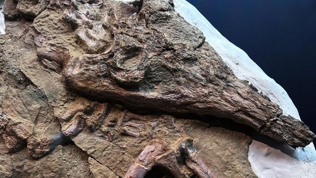 A fossil of a young specimen of a gharial-type crocodilian species, believed to be over 10 million years old and discovered in Peru's fossil-rich desert region of Ica, is displayed at the Geological Mining and Metallurgical Institute (INGEMMET), in Lima, Peru November 28, 2024. REUTERS/Anthony Marina