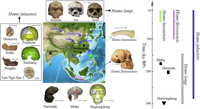 Homo juluensis