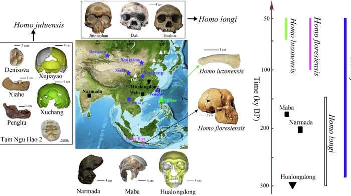 Homo juluensis