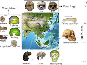 Ilmuwan Temukan Homo Juluensis, Diduga Jenis Manusia Purba Baru