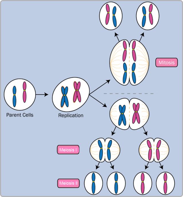 Ilustrasi Mitosis vs Meiosis.