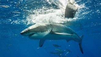 Diserang Hiu di Maldives, Kaki Turis Spanyol Hilang!