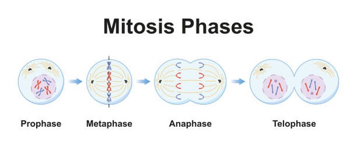 Ilustrasi tahapan mitosis, pembentukan dua inti sel anak dari satu inti sel induk.