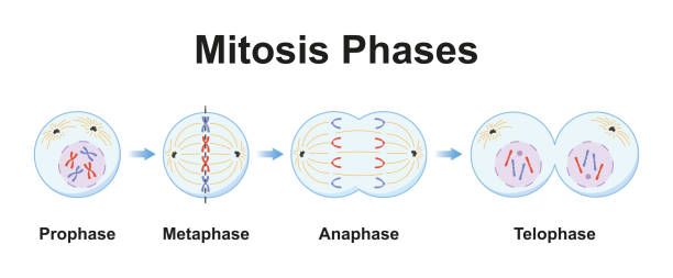 Ilustrasi tahapan mitosis, pembentukan dua inti sel anak dari satu inti sel induk.