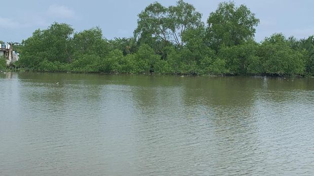 Kawasan mangrove di Tanjung Rejo, Sumut (Mulia/detikcom)
