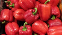 Paprika merah adalah sayuran rendah kalium yang bagus untuk kesehatan ginjal. Di dalamnya juga terkandung vitamin A, C, asam folat, dan serat. Antioksidan likopen pada paprika juga bersifat melindungi ginjal. Foto: Getty Images/iStockphoto