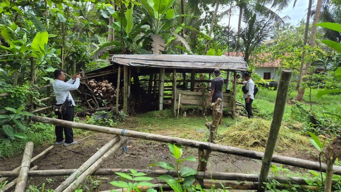 Kondisi kandang yang jadi TKP pencurian sapi jenis Limosin di Temon, Kulon Progo, Senin (2/12/2024).