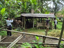 Apes! Sapi Limosin Bunting Seharga Rp 28 Juta di Kulon Progo Diduga Dicuri