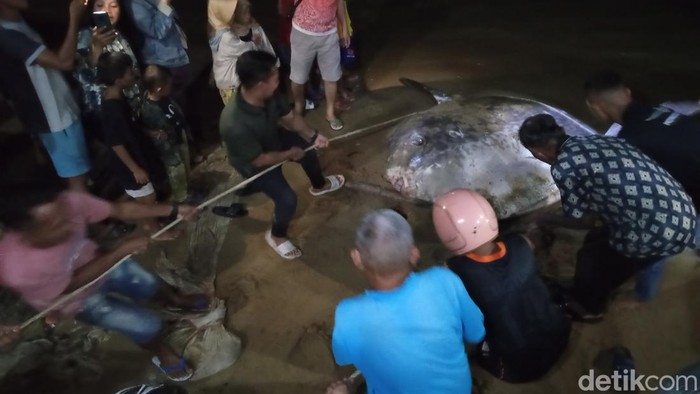 Penemuan ikan Mola-mola di Pantai Pohe, Kota Gorontalo.