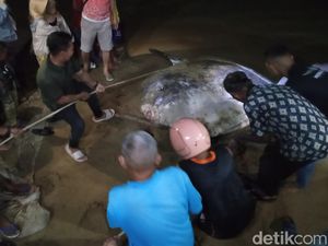 Ikan Mola-mola Mati Terdampar di Pantai Gorontalo, Ini Penjelasan Ahli