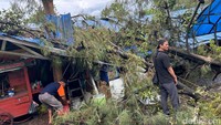 Robohnya pohon ini diakibatkan oleh kencangnya angin saat hujan lebat melanda kawasan Pasar Senen.