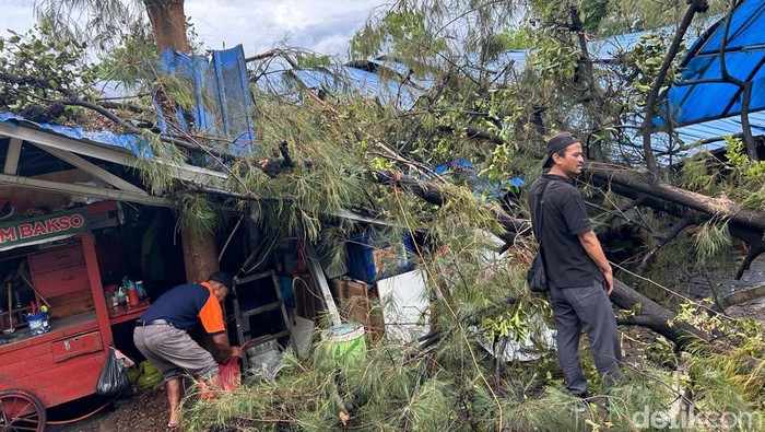 Sebuah pohon tumbang di kawasan Pasar Senen Blok III, Jakarta, Senin (2/12/2024). Robohnya pohon ini diakibatkan oleh kencangnya angin.