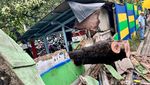 Penampakan Pohon Tumbang Diterjang Angin Kencang di Pasar Senen