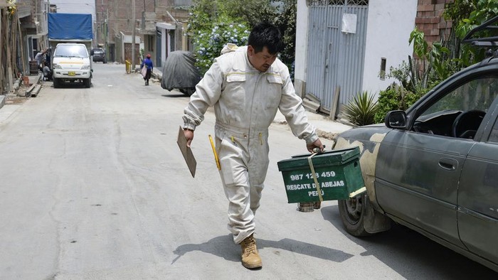Bee rescuer Alfredo Santiago removes a colony of bees from a house garden, in Lima, Peru, Wednesday, Nov. 27, 2024. (AP Photo/Guadalupe Pardo)