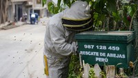 Setelah mendapat cukup banyak permintaan, Santiago mengenakan pakaian peternak lebah putihnya, mengambil alat pengasap dan kotak kayu, lalu turun ke jalan-jalan di Lima, kota berpenduduk 10 juta jiwa. Terkadang, Santiago tiba di suatu lokasi dan orang-orang telah membunuh lebah-lebah itu. Namun, ketika ia berhasil menyelamatkan mereka, ia membawa mereka kembali ke rumahnya di pinggiran kota Lima, tempat ia tinggal sebagai peternak lebah dan menjual madu. Santiago tampaknya satu-satunya orang di kota itu yang melakukan pekerjaan itu secara cuma-cuma.