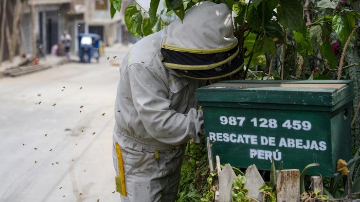 Bee rescuer Alfredo Santiago removes a colony of bees from a house garden, in Lima, Peru, Wednesday, Nov. 27, 2024. (AP Photo/Guadalupe Pardo)