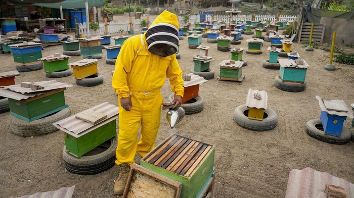 Bee rescuer Alfredo Santiago removes a colony of bees from a house garden, in Lima, Peru, Wednesday, Nov. 27, 2024. (AP Photo/Guadalupe Pardo)