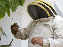 Potret Profesi Unik Penyelamat Lebah, Begini Kerjanya