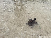 Resmi! Kepulauan Seribu Punya Rumah Penyu di Pulau Rambut