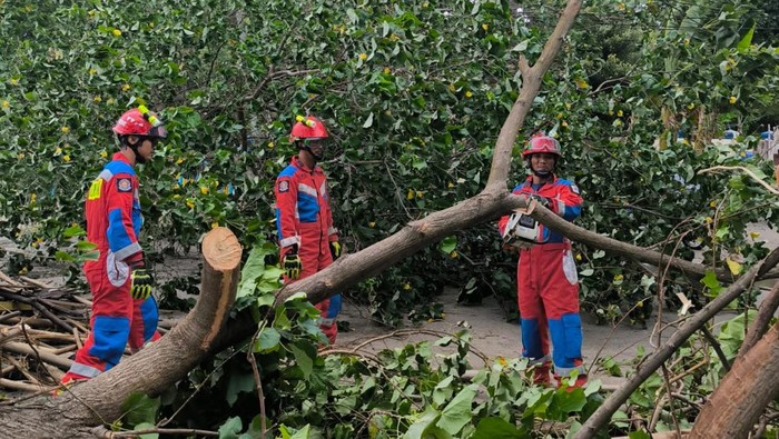 Angin kencang menyebabkan pohon tumbang di Kampung Bandan dan Pulau Tidung, Kepulayan Seribu, Selasa (3/12/2024) siang.