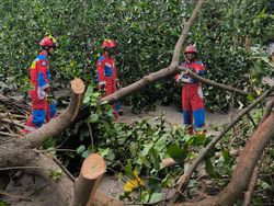 Angin Kencang Bikin Pohon Tumbang di Kampung Bandan dan Kepulauan Seribu
