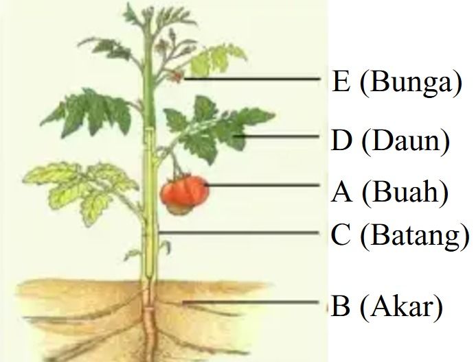 Bagian-bagian tumbuhan.