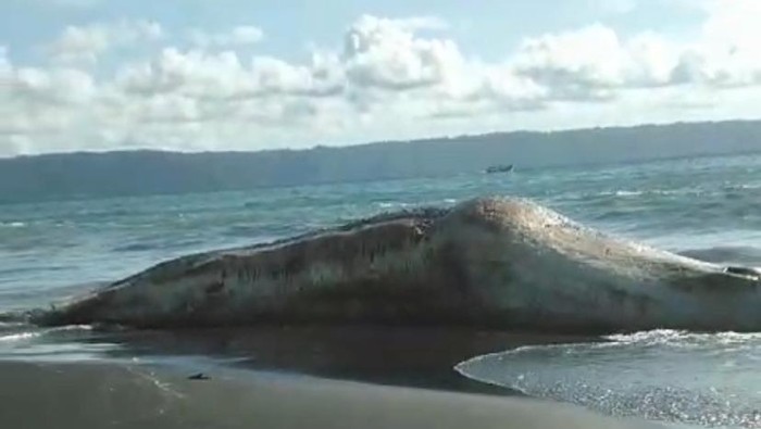 Bangkai hiu tutul yang mati terdampar di Pantai Nyamplong Kobong, Jember.