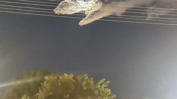 Apakah kamu melihat kepala hiu? Foto: Boredpanda