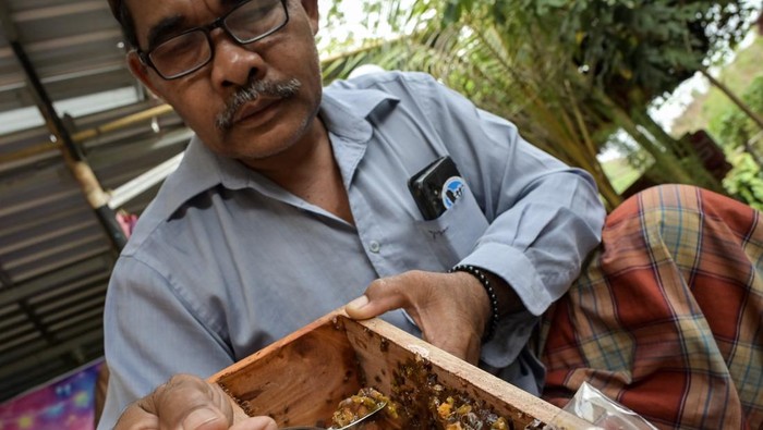 Peternak lebah memperlihatkan kotak sarang lebah madu trigona di Dusun Ebunut relokasi Ngolang, Desa Kuta, Mandalika, Praya, Lombok Tengah, NTB, Selasa (3/12/2024). Usaha budi daya lebah madu trigona yang didukung oleh ITDC tersebut mampu menghasilkan madu setiap dua bulan sekali dengan harga jual mencapai Rp300 ribu per botol ukuran 600 ml untuk memenuhi kebutuhan konsumen di wilayah Mataram dan Praya. ANTARA FOTO/Ahmad Subaidi/nym.