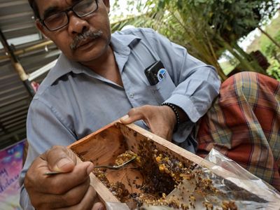Mengintip Manisnya Budi Daya Madu di Mandalika