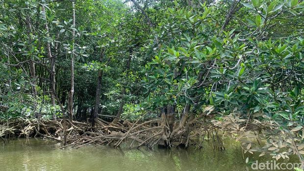 Budidaya mangrove membawa keuntungan bagi warga di Desa Pasar Rawa, Langkat, Sumut. Warga mempunyai pekerjaan baru dengan adanya budidaya mangrove tersebut. (Mulia Budi/detikcom)