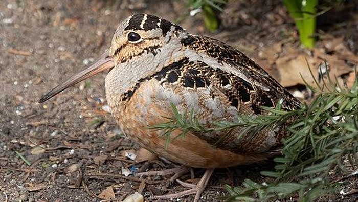 Burung American Woodcock