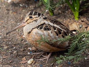 American Woodcock, Burung Terbang Lambat dengan Perilaku Unik