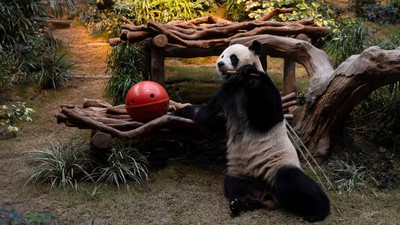 Gemasnya Panda Raksasa Tampil Perdana di Ocean Park Hong Kong