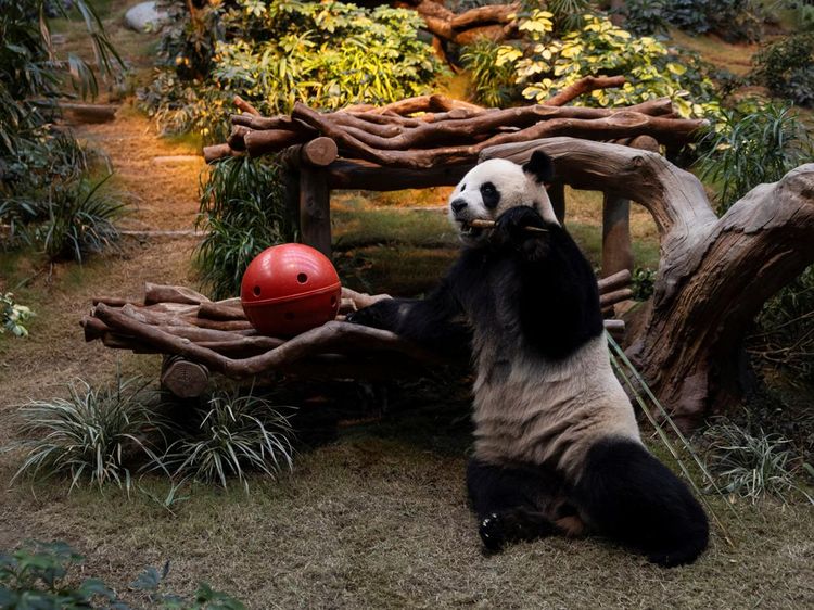 Gemasnya Panda Raksasa Tampil Perdana di Ocean Park Hong Kong