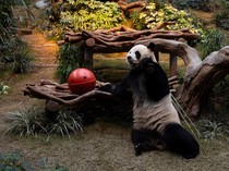 Gemasnya Panda Raksasa Tampil Perdana di Ocean Park Hong Kong