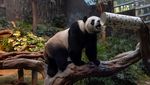Gemasnya Panda Raksasa Tampil Perdana di Ocean Park Hong Kong