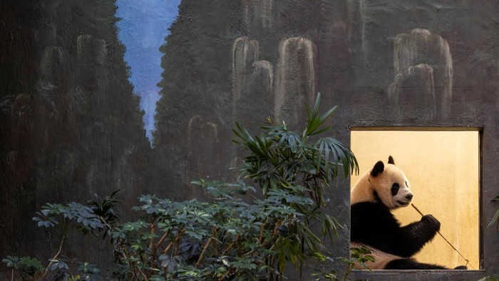 Gemasnya Panda Raksasa Tampil Perdana di Ocean Park Hong Kong Giant panda An An sits in Ocean Park on a media preview day, Hong Kong, China December 2, 2024. REUTERS/Tyrone Siu TPX IMAGES OF THE DAY