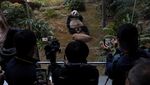 Gemasnya Panda Raksasa Tampil Perdana di Ocean Park Hong Kong