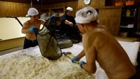 Pembuat bir menyiapkan nasi di atas meja untuk membuat cetakan Koji, bahan penting yang digunakan dalam pembuatan sake, anggur beras tradisional Jepang di Pabrik Bir Ishikawa, di Fussa, Jepang, 25 November 2024. 